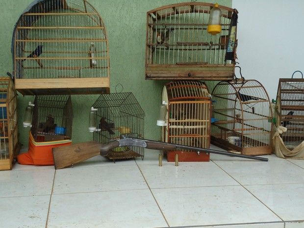 Foto: divulgação Força Verde Com sorte, as aves voltarão à vida livre