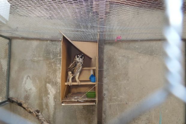 Até uma coruja era mantida ilegalmente em cativeiro