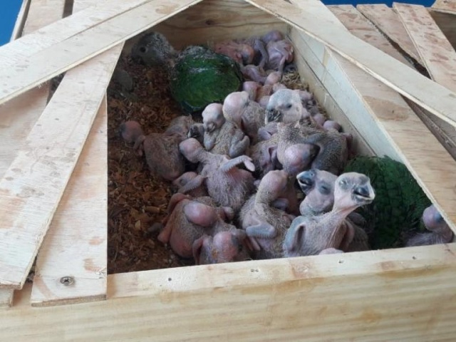 Partes dos filhotes de papagaios apreendidos no Mato Grosso do Sul: aves seriam vendidas em São Paulo