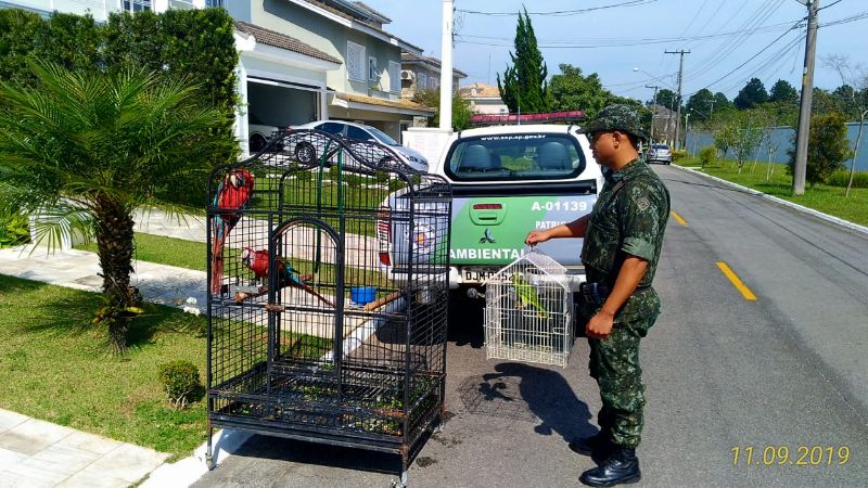 Policia suspeita que nota fiscal das araras seja falsa