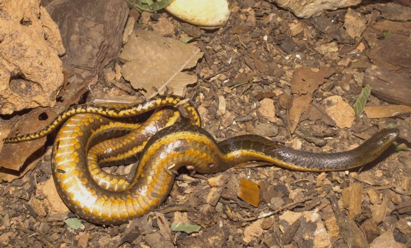 A cobra foi vista pela primeira vez em 2016 e descrita cientificamente em 2018