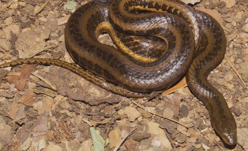 Só há registro da espécie no Pantanal