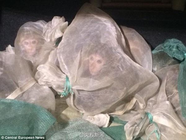 Foto: Central European News Primatas seriam mortos por sua carne e para a medicina tradicional chinesa