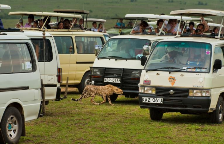 Uma multidão de turistas tenta fotografar uma chita na Reserva Nacional Masai Mara, no Quênia. A presença de humanos pode perturbar a capacidade de um animal de desenvolver comportamentos naturais