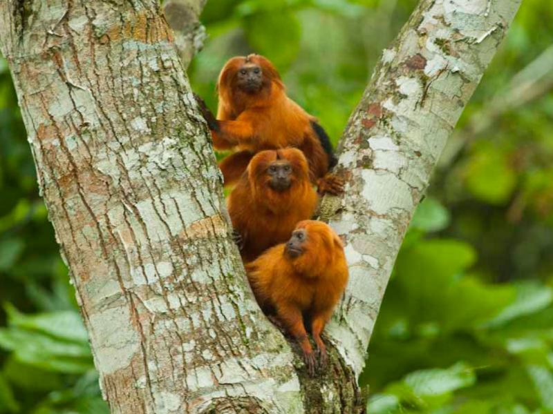 Os trabalhos para conservar a espécie também geram renda para moradores da região do mico-leão-dourado
