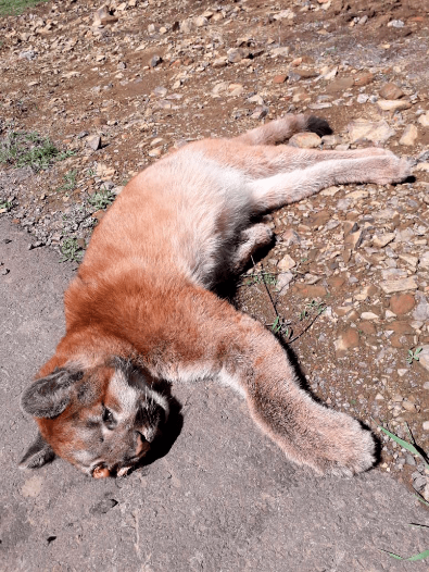 Animal deveria estar acompanhado da mãe