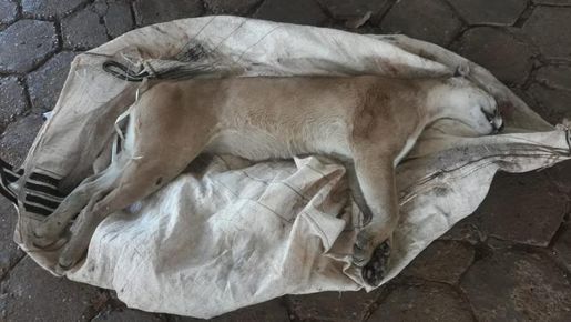 Felino morto no Mato Grosso do Sul