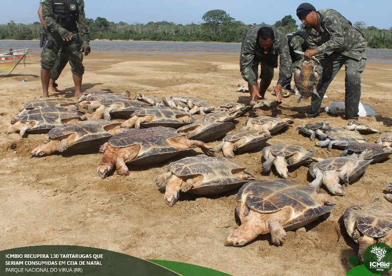 Animais foram apreendidos dentro de Parque Nacional