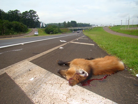 Lobo-guará atropelado perto da Universidade Federal de São Carlos