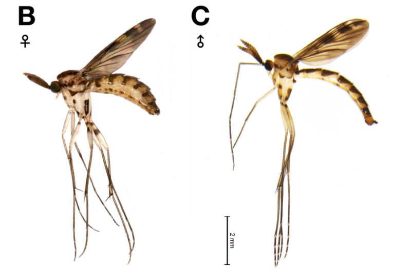 Quando na fase de mosquito, não há emissão de luz