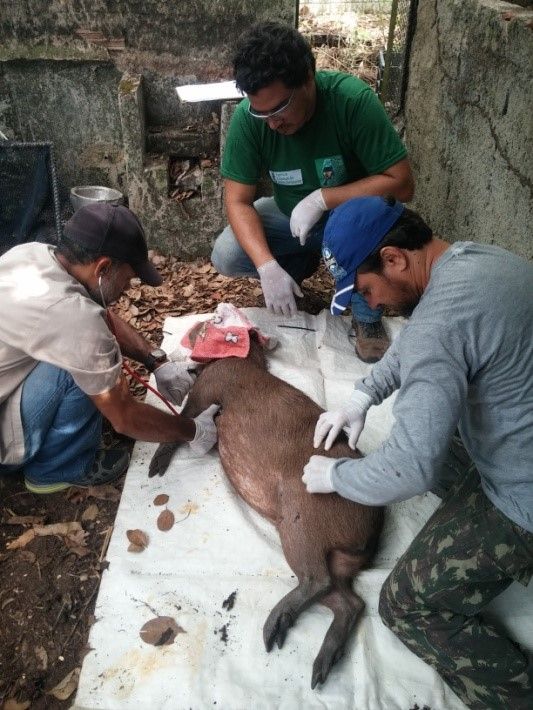 O manejo na captura pode gerar problemas ao animal se não for bem feito