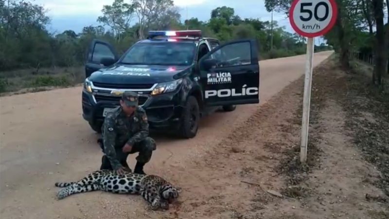 Imagem: Batalhão de Polícia Militar de Proteção Ambiental MT onça-pintada atropelada na Transpantaneira