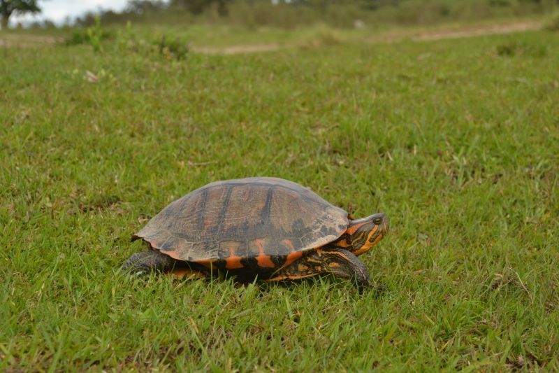 Tigre-da-água (Trachemys dorbigni), espécie de tartaruga-de-água-doce do sul do Brasil, Uruguai e nordeste da Argentina