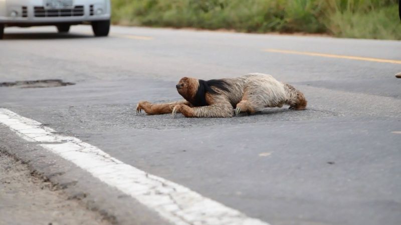 Na primavera, animais de muitas espécies se deslocam mais, aumentando o risco de atropelamentos