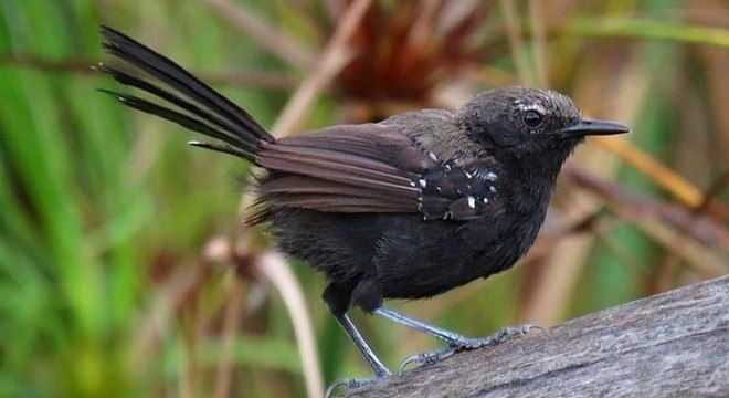 A espécie está extremamente ameaçada de extinção é só existe na região de Guararema (SP)