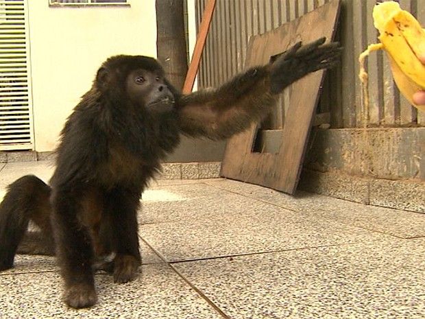 O bugio foi atropelado em rodovia e está em uma clínica para cães e gatos