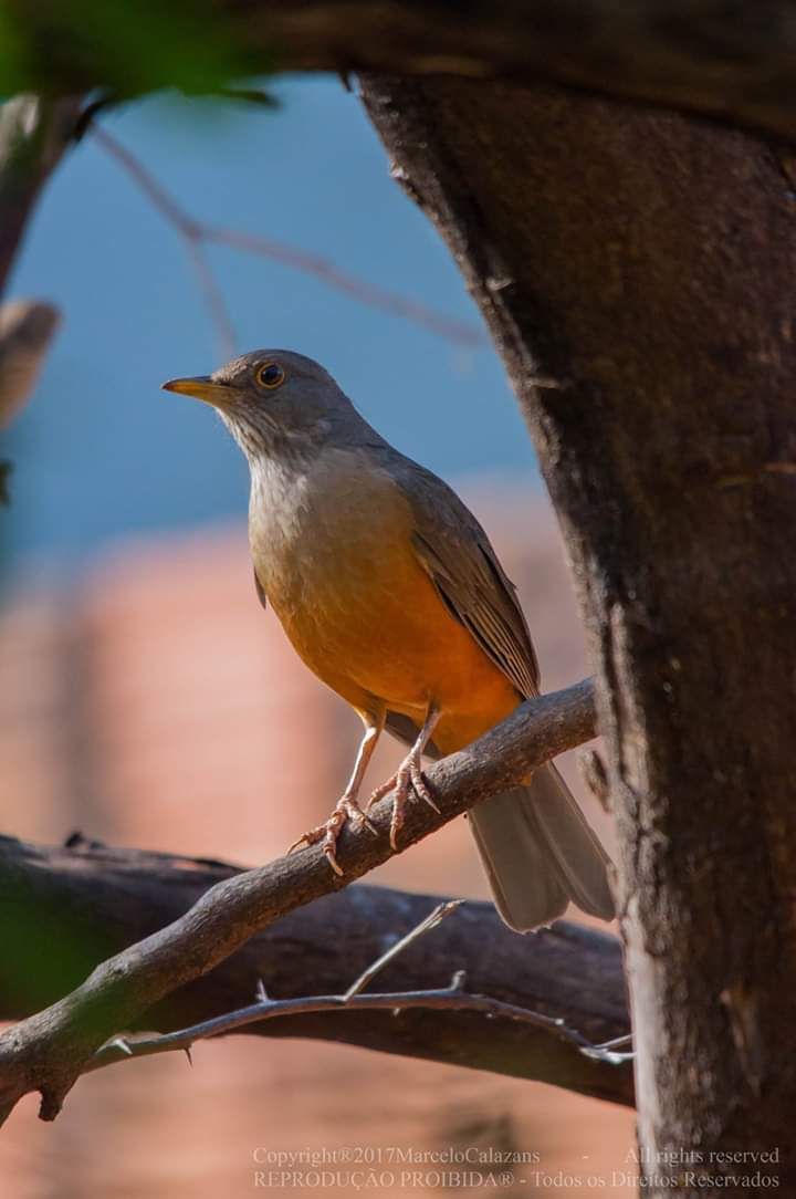 Os sabiás-laranjeiras estão em diversas músicas e poesias brasileiras