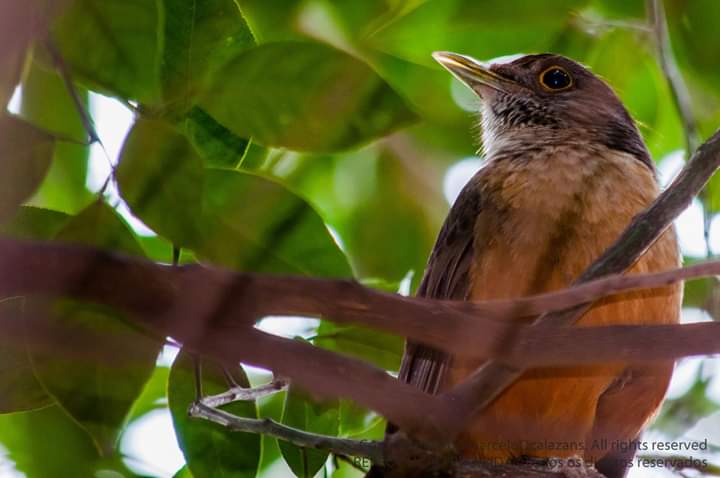 O canto dos sabiás-laranjeiras é o que mais encanta nessas aves