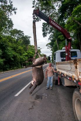 Retirada de carcaça de anta no Espírito Santo