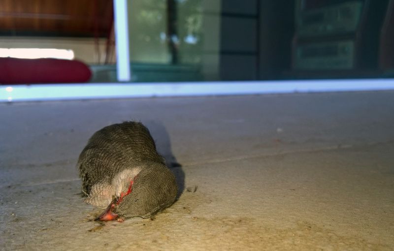 Bico-de-lacre morto em colisão com vidraça