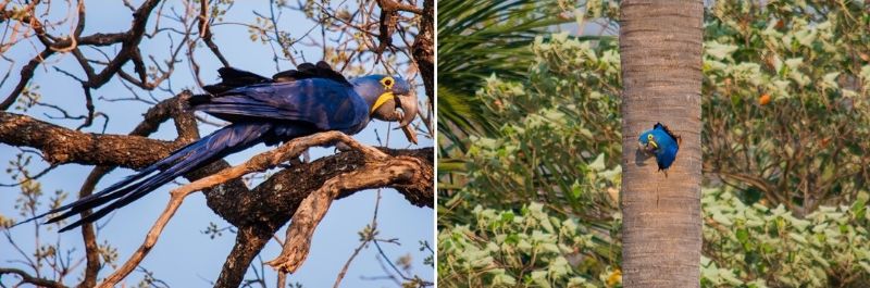 Exemplares de arara-azul-grande registrados em Campo Grande em 2015. Ao lado, o primeiro ninho da espécie na cidade, que é monitorado e controlado constantemente pelo Projeto Arara Azul