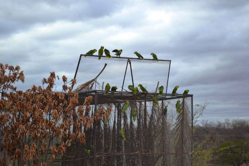 Soltura realizada em Salgueiro em 2015