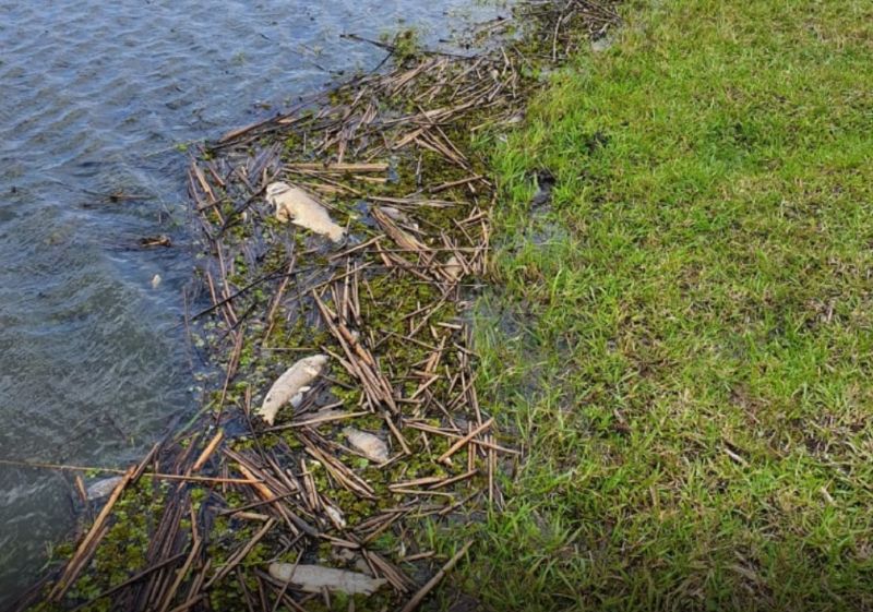 Peixes mortos após utilização de veneno para matar vegetação de margem de rodovia gaúcha