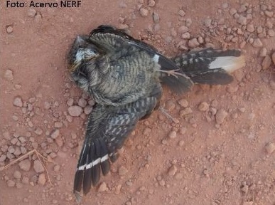 Bacurau (Nyctidromus albicollis) atropelado em uma estrada interna da Floresta Nacional do Jamari (RO)