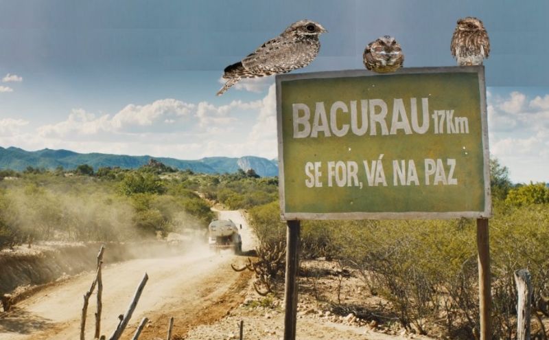 Você sabia que bacurau, o nome do filme, é uma ave?