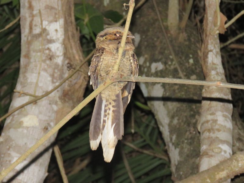 Macho de bacurau (Nyctidromus albicollis) na RPPN Sesc Pantanal