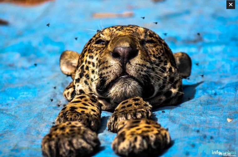 Curionópolis, Pará, em 2016: partes de 16 onças-pintadas, de duas onças-pardas,de  uma jaguatirica e de um jacaré foram localizadas em uma fazenda: caça