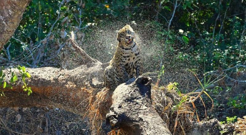 Símbolo da força de nossa biodiversidade