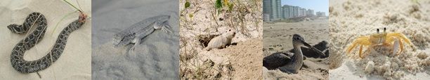 Espécies de animais que vivem nas áreas de dunas e beira de praia do RS ( Xenodon dorbignyi, Liolaemus occipitalis, Ctenomys flamarioni, Tringa melanoleuca e Ocypode quadrata)