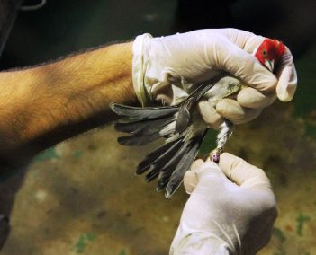 Manejo de galo-da-campina por profissional do Cetas Tangará