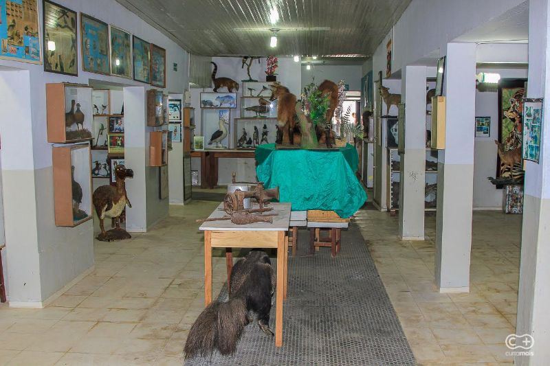 Animais taxidermizados, em geral, são destinados para coleções científicas, como esta da Fundaç?o Museu de Ornitologia, em Goiânia (GO)