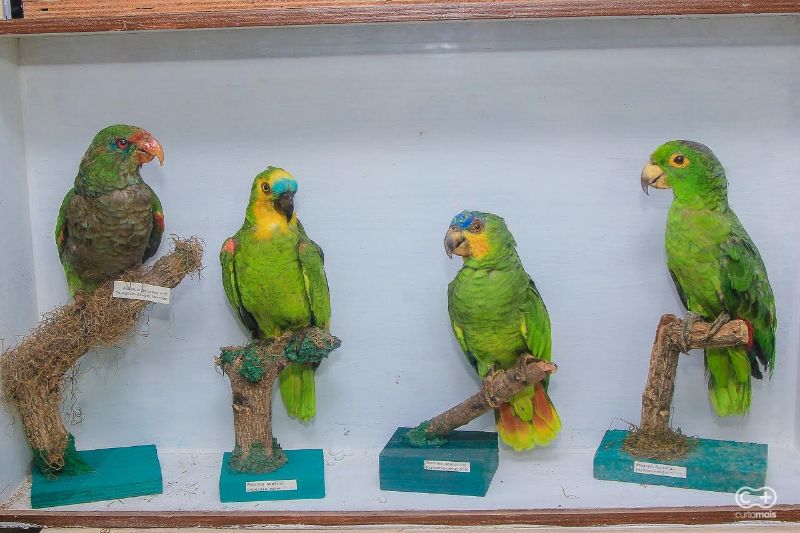 Papagaios taxidermizados do museu de Goiânia. Há particulares que colecionam esse tipo de material