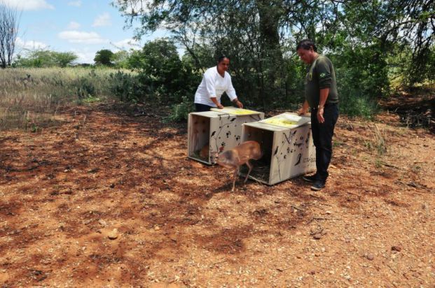 Dar destinação adequada aos animais atendidos é fundamental para um Cetas cumprir seu papel