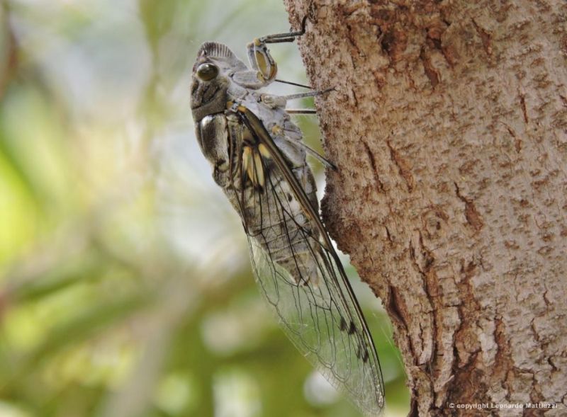 Carineta fasciculata, espécie comum no Brasil