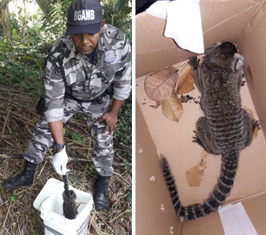 Saguis encontrados em Pernambuco com herpes