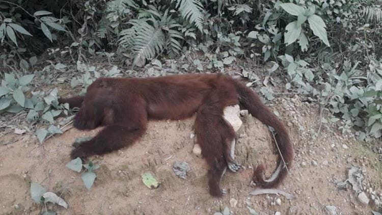 Bugio encontra morto ano passado em Santa Catarina: positivo para febre amarela