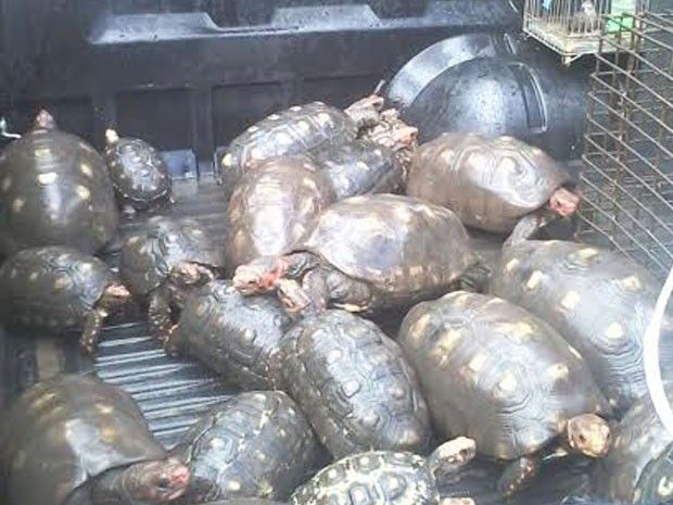 Animais foram entregues só depois que a polícia os descobriu