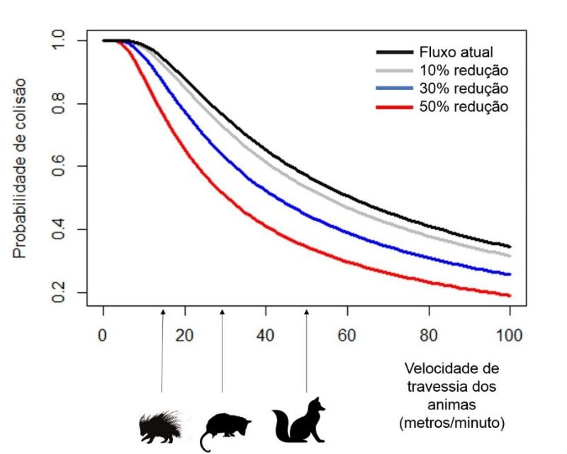 Probabilidades de colisão de veículos com animais nos diferentes cenários de fluxo de veículos (representados pelas linhas coloridas) para diferentes velocidades de travessia de animais. Exemplos de estimativas de velocidades de deslocamento de três espécies de mamíferos (ouriço, gambá e cachorro-do-mato) estão representadas no gráfico (essas velocidades foram estimadas em um software específico a partir de vídeos da internet dos animais em deslocamento)