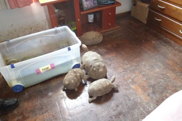 O apartamento é um ambientel totalmente inadequado para esses animais