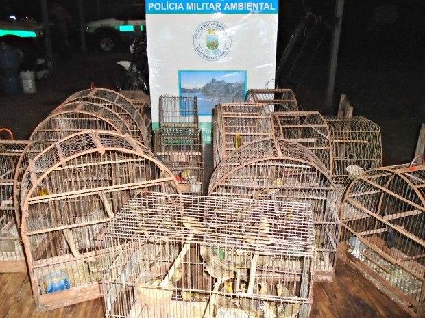 Polícia deve investigar bem o caso, pois há indício de tráfico