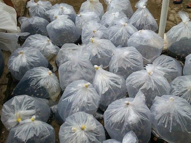 Sete dos 38 animais estavam mortos