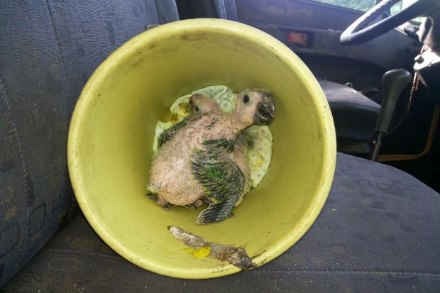 Filhote de papagaio em balde