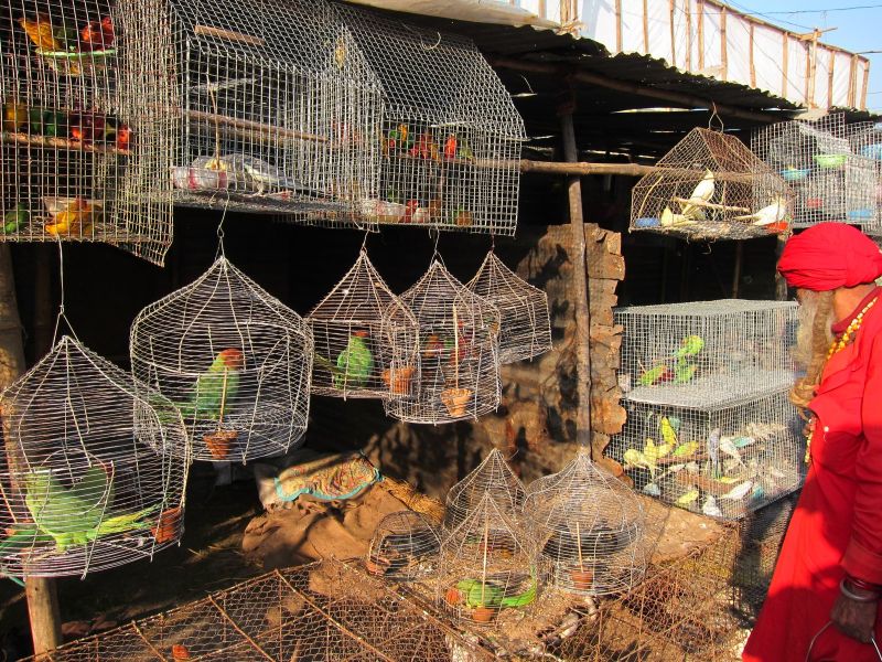 Mercado de aves na Índia