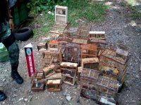 Aves apreendidas em feira de João Pessoa