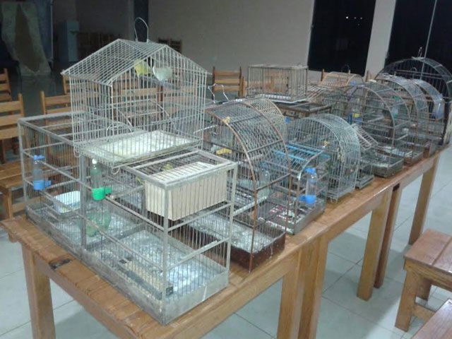 Entre as aves apreendidas, duas são de espécies ameaçadas de extinção