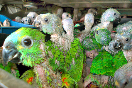 Filhotes de papagaios apreendidos com traficantes
